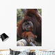 Orangutan Wall Mural