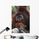 Orangutan Wall Mural