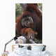 Orangutan Wall Mural