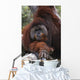 Orangutan Wall Mural