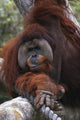 Orangutan Wall Mural