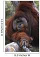 Orangutan Wall Mural