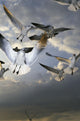 Seagulls In Flight Wall Mural
