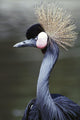 Crowned Crane Wall Mural