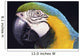 Parrot Wall Mural