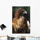 Red Tailed Hawk Wall Mural