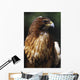 Red Tailed Hawk Wall Mural