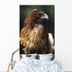 Red Tailed Hawk Wall Mural