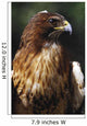 Red Tailed Hawk Wall Mural