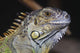 Green Iguana Wall Mural