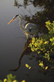 Great Blue Heron Wall Mural