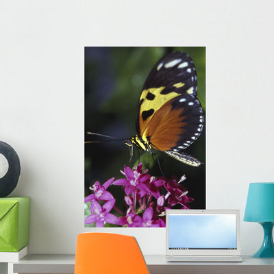 Tiger Longwing Butterfly Wall Mural shown on a wall