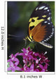 Tiger Longwing Butterfly Wall Mural