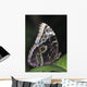 Blue Morpho Butterfly Wall Mural
