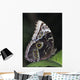 Blue Morpho Butterfly Wall Mural