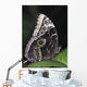 Blue Morpho Butterfly Wall Mural