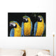 Three Parrots Wall Mural