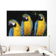 Three Parrots Wall Mural