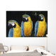 Three Parrots Wall Mural