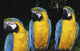 Three Parrots Wall Mural