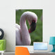 Lesser Flamingo Wall Mural