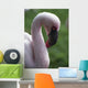 Lesser Flamingo Wall Mural