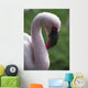 Lesser Flamingo Wall Mural