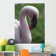 Lesser Flamingo Wall Mural