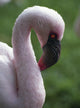 Lesser Flamingo Wall Mural