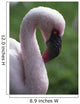 Lesser Flamingo Wall Mural