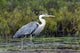 Heron Wall Mural