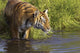 Tiger Standing In Water Wall Mural