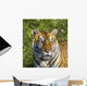 Tigress Wall Mural