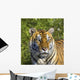 Tigress Wall Mural