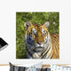 Tigress Wall Mural