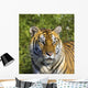 Tigress Wall Mural