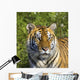 Tigress Wall Mural