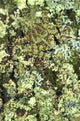 Camouflaged Vietnamese Mossy Tree Frog Wall Mural