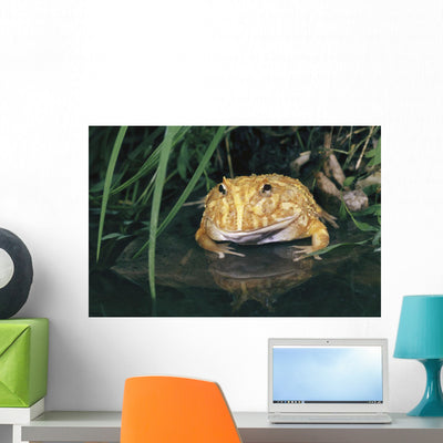 Albino Horned Frog Wall Mural shown on a wall