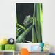 Painted Monkey Frog In Reeds Wall Mural