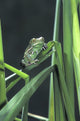 Painted Monkey Frog In Reeds Wall Mural