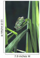 Painted Monkey Frog In Reeds Wall Mural