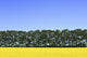 Canola Field And Trees Wall Mural