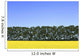 Canola Field And Trees Wall Mural