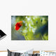 Red Poppy Wall Mural