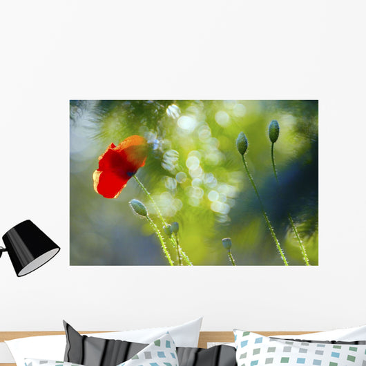Red Poppy Wall Mural