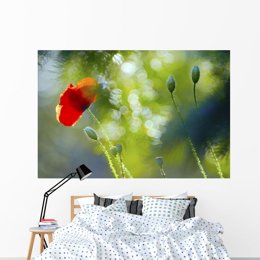 Red Poppy Wall Mural
