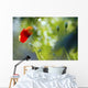 Red Poppy Wall Mural