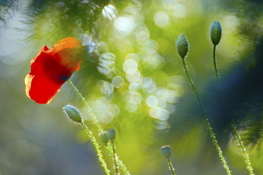 Red Poppy Wall Mural