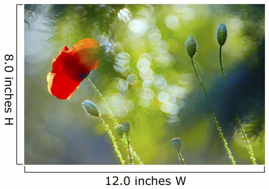 Red Poppy Wall Mural